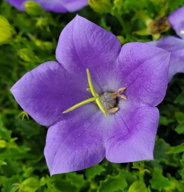 Campanula carpatica Carpathian &amp; Tussock Bellflower Harebell 200 Fresh seed - £13.20 GBP