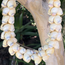 da Hawaiian Store Beige Handcrafted Shell Lei 30" - $29.99