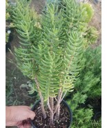 Crassula Tetragona Tree (1gal.pot) - $67.00 CAD