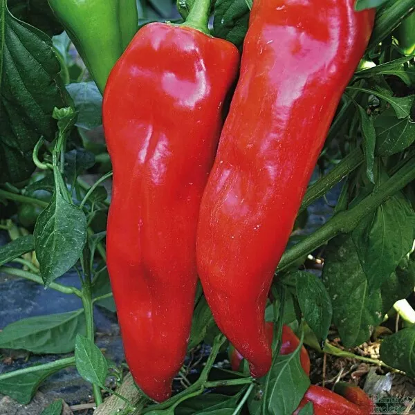 JGBO 30 Pepper Corno Di Toro Rosso &quot;Bulls Horn&quot; Italian Sweet Red Seeds ... - $8.68