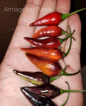 10 Armageddon Purple Pepper Seeds Spicy Atomic Fresh Garden - £13.73 GBP