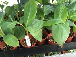 FHIA-03 “Sweetheart” Dwarf Banana Plant – RARE Dwarf Banana - £23.17 GBP