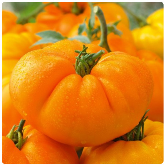 SKMO Tomato Orange Cyclone Hybrid Vegetable Seeds Specialty Seeds  - $1.19