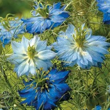100 Blue Mix Love In A Mist Seed   - £11.98 GBP