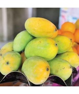 Edward Mango Live fruit tropical tree manglifera (12-inch24inch )  - $98.46 CAD