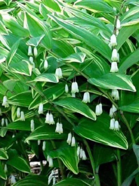 Top Seller 15 Solomons Seal Polygonatum Canaliculatum Flower Seeds - £11.45 GBP