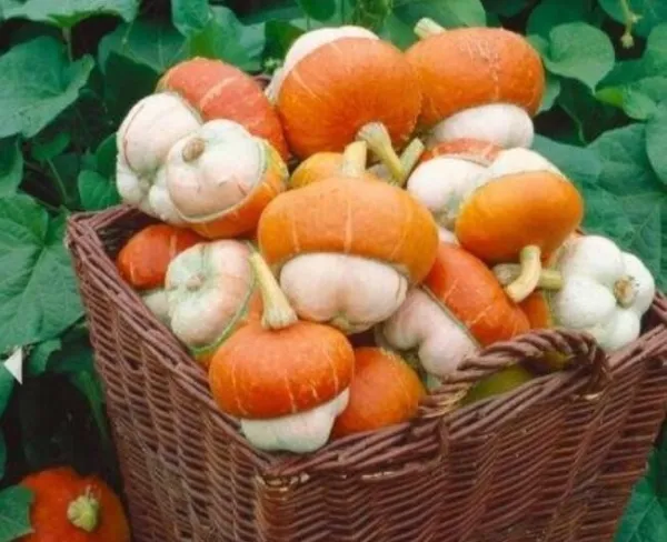 Tiny Turks Turban Pumpkin Seeds For Planting (5 Seeds)-Curious Mini Gourd Seed U - £15.92 GBP