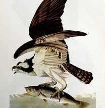 Fish Hawk Bird 1950 Lithograph Art Print Audubon Nature First Edition DW... - $29.99
