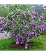 25 Lilac Sunday Lilac Seeds Tree Fragrant Flowers Perennial Seed Flower - £7.77 GBP