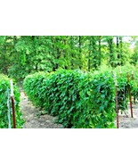 ArfanJaya 50 Blue Lake Pole Beans Fm1K Seeds Native Heirloom Vegetable - £6.69 GBP
