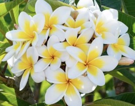  White &amp; Yellow Hawaiian Plumeria Franjipani 8”-12&quot; Cutting + Angel Trumpet - £13.45 GBP