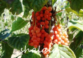 Schisandra Chinensis Semente 100 Seeds Plant Schisandra Berry Tree Wu Wei Zi For - $10.89