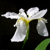 5 Seeds Iris Tectorum Alba Fresh Seeds - $25.75