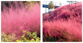 150 Pink Muhly Grass Seeds - Home And Garden - International Ship - £21.54 GBP