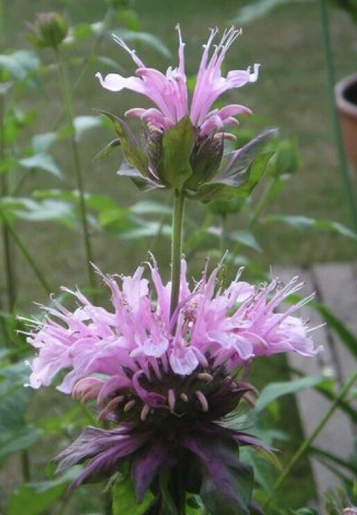 300 Wild Bergamot -Bee Balm -Monarda fistulosas -Medicinal Herb Seeds - $4.60