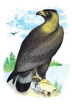 Golden Eagle, Ring-Tailed Eagle - £15.70 GBP