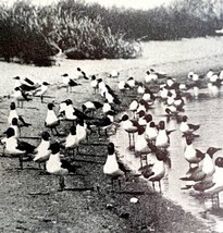 Laughing Gulls Seagulls On Louisiana Beach 1936 Bird Print Nature DWU13 - $19.99