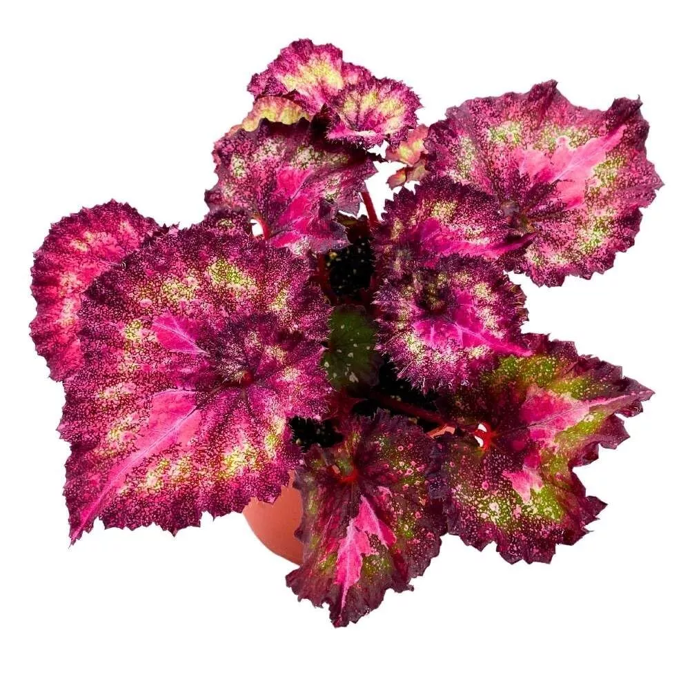 Love Hurts 6 in Begonia Rex Glittery Pink Spiral - £49.49 GBP