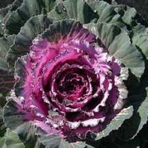 Bin2R11D2 Flowering Kale Osaka Pink 1000 Fresh Seeds USA Seller - $43.20