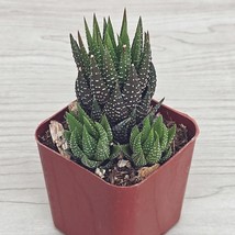 Succulent Live Plant - Haworthiopsis Coarctata - In 2&quot; pot - $123.10 MXN