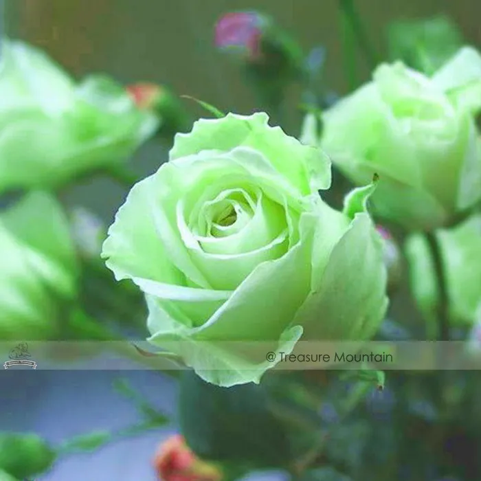 Fresh Chinese Green Rose Bush Seedling Seed Rosa Chinensis Flower - £5.61 GBP