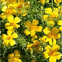 Marigold Flowers Lemon Gem Seeds 20+ Seeds Non Gmo Fruit Herb Fresh - $10.75