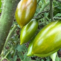 Green Tiger Tomato Seeds Organic Fast Shipping - £7.46 GBP