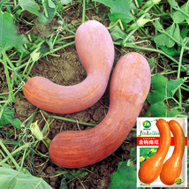 Golden Hook Pumpkin 20 Seeds - $4.99