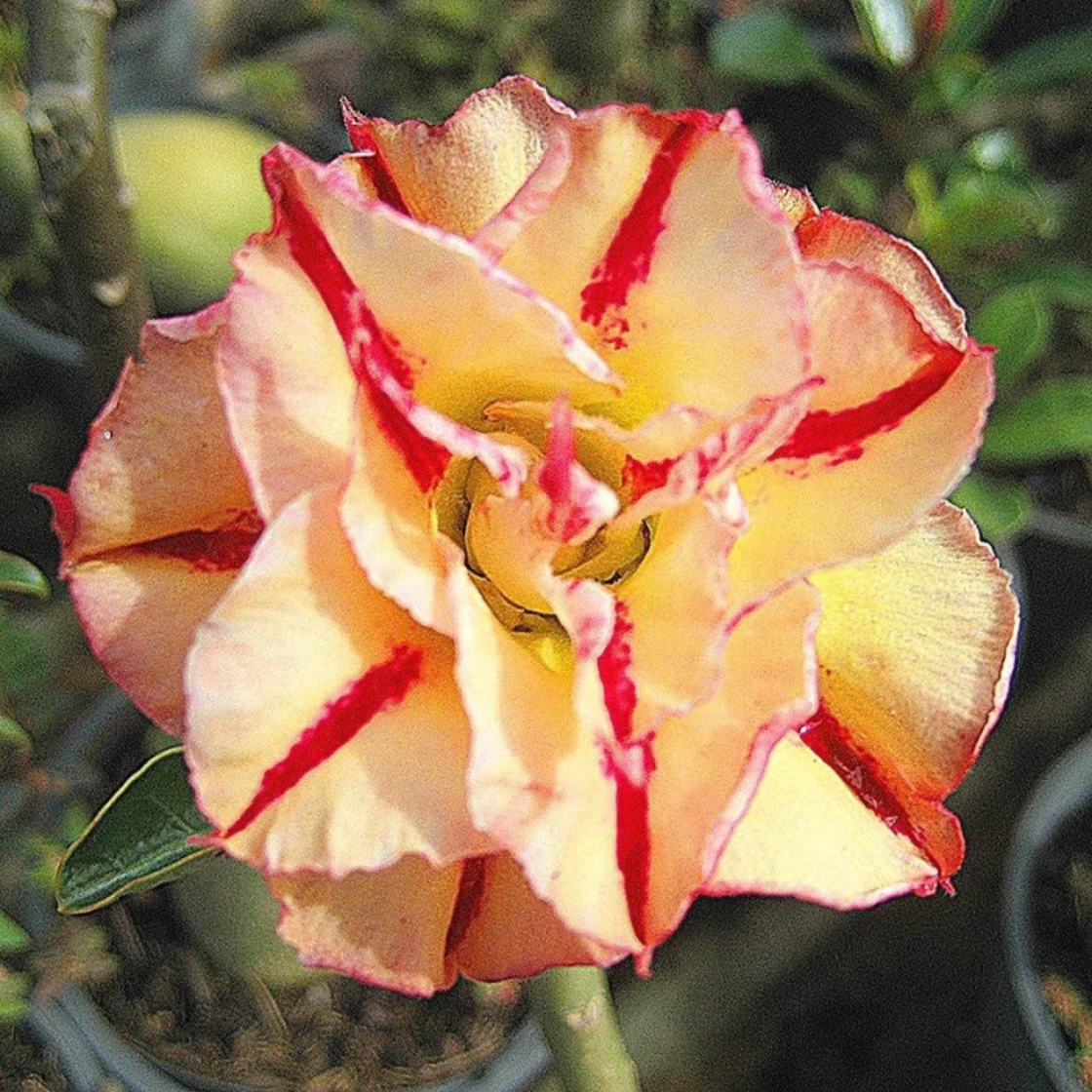 Middle Colorful Grafting Adenium Obesum Desert Rose - 2 Seeds Item image 3