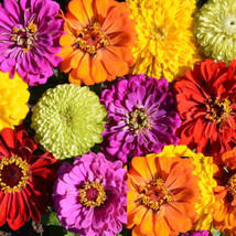 Zinnia Painted Wagons Rainbow Mix Butterflies Hummingbirds 200 Seeds From US - $9.98