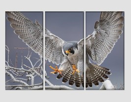 Peregrine Falcon Canvas Print Wild Nature Wall Art Hawk Photography Poster Hunte - £39.38 GBP