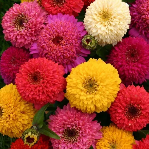 RAFH 150 Zinnia Dahlia Mix Seeds Flower Elegans Annual Mixed Heirloom Seeds - £6.50 GBP