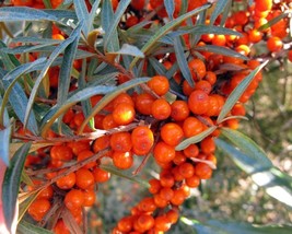 Hippophae Rhamnoides (Sea Buckthorn) 30 seeds - £1.11 GBP