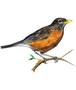 American Robin Bird Watching Vinyl Decal Sticker Auto Boat RV Camper Win... - $132.10 MXN+