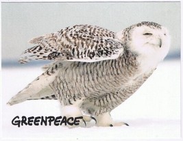 Postcard Snowy Owl Greenpeace - £2.36 GBP