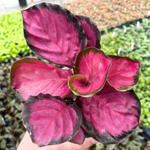 25 Seeds Pink Rosy Calathea Couture Flower Indoor or Outdoor Beautiful P... - $8.47