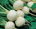 700 White Egg Turnip Seeds Fast Shipping - $8.99