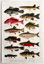 1927 North American Food And Game Fish Art Plate Color Book Print Wildli... - €17,23 EUR
