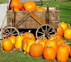 KB 10 Large Jack O Lantern Pumpkin Seeds Carving Pumpkin 2540 Lbs Heirlo... - $195.40 MXN