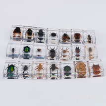 Real Insect Specimen Amber Transparent Resin Observation Box Spider Scarab - £22.37 GBP