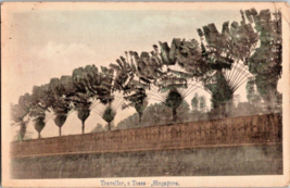 Postcard Singapore Trees Along Road 1921 Antique  Posted  5.5 x 3.5&quot; - £8.20 GBP