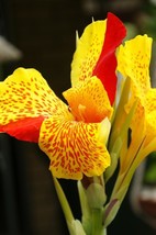 Item image 1 image 1