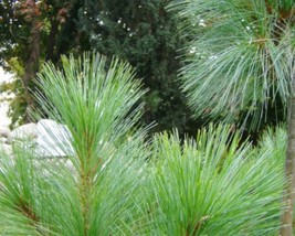 Pinus Wallichiana griffithi (Himalayan Blue Pine) 5 seeds - £1.01 GBP