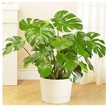 100PCS Green Palm Turtle Leaves Monstera Seeds - £14.20 GBP