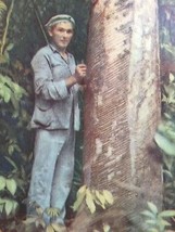 Manaus Amazon Brazil Man Collecting Rubber Sap Postcard Brasil - £10.11 GBP