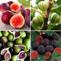 BELLFARM 6PCS Ficus Carica Seeds &#39;Panache&#39; Tiger Stripe Fig Black Red Fig Tree O - £3.10 GBP