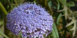 50 Seeds Blue Lace Island Daisy Flower Traychmene Coerulea Perennial - £13.87 GBP