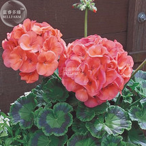 10 Seeds Geranium Bright &amp; Coral Orange Flowers Big Blooms Garden Beautiful - $6.22