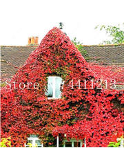 200  pcs Creepers Green Boston Ivy Bonsai Green Leaf Flowers Plant Wall Floral V - £3.56 GBP