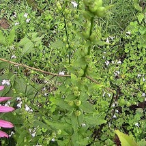 25 Lobelia Inflata Seeds US Seller Fast Shipping - £7.18 GBP